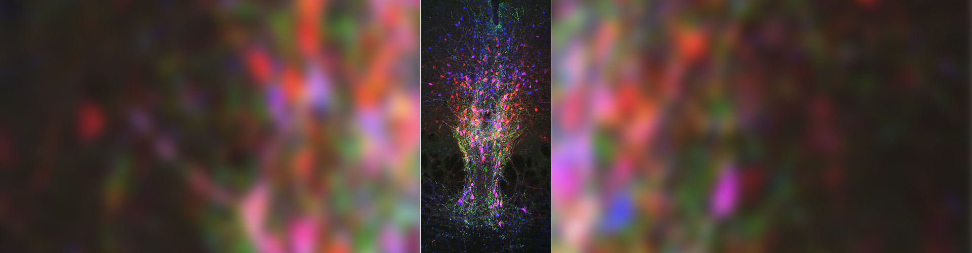 Caltech Research: Overriding the Urge to Sleep