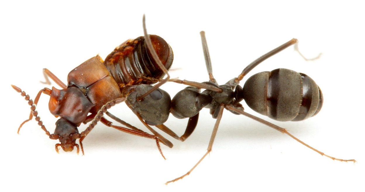 How Insects Can Help Us Understand Evolution