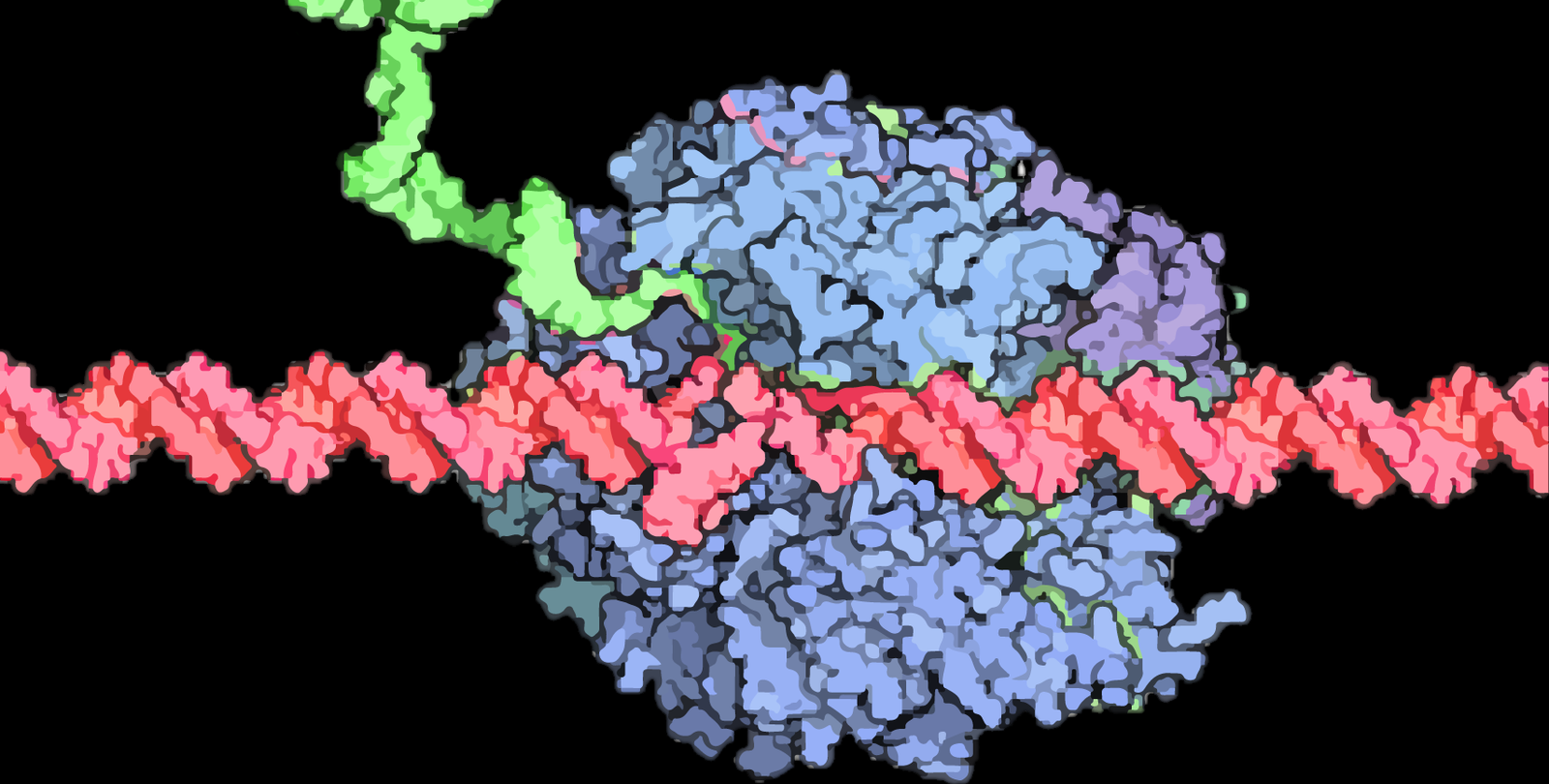 这些分子“尾巴”是基因在人类、酵母和其他生物体内激活时所需的秘密成分