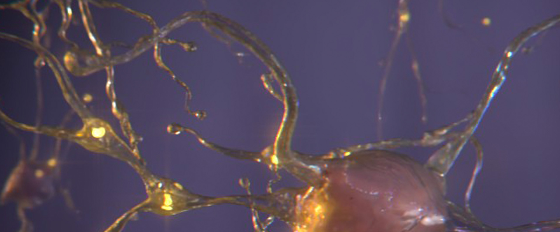 2022纳米神经科学（NanoNeuro 2022）